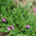 Erodium manescavi